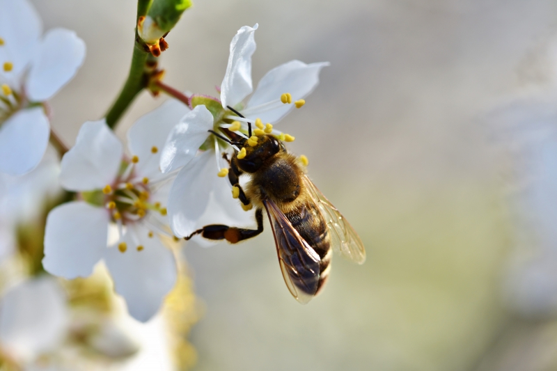 jardinerie-ROQUEBILLIERE-min_bee-4092986